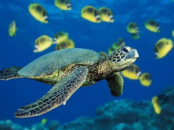 kung paano pakainin ang mga pagong sa dagat