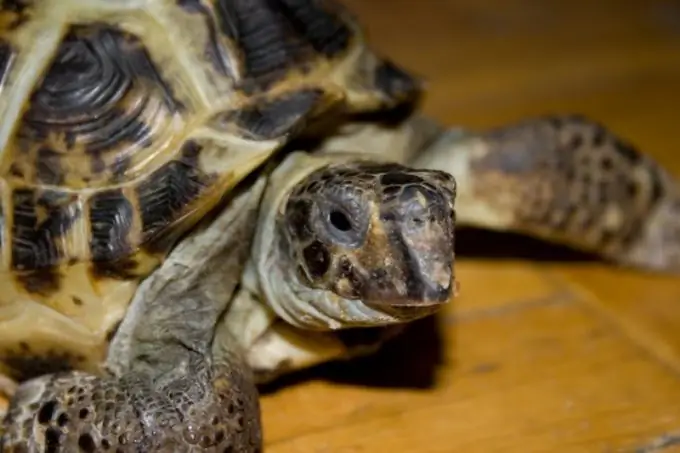 hvad man skal kalde en landskildpadde