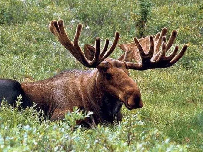 yuav ua li cas pub lub moose yuav ua li cas pub lub moose