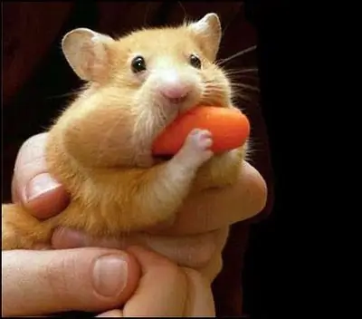 Comment attirer un hamster