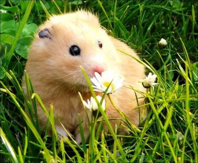 Hamsteringizni qanday qilib qo'l bilan o'rgatish kerak