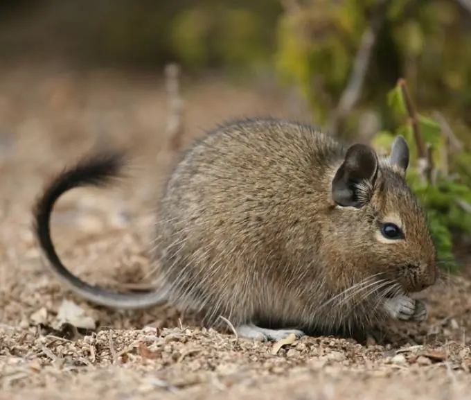 Degu is a new pet