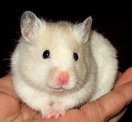 Bagaimana cara memberi tahu hamster?