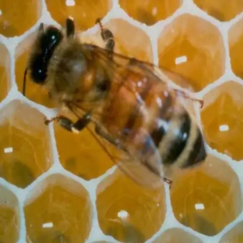 est-il possible d'avoir des abeilles en juillet