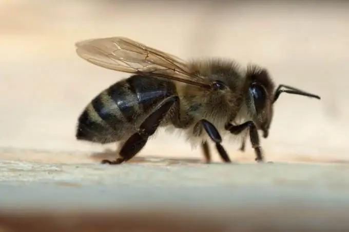 wie man Bienen im Winter füttert und was