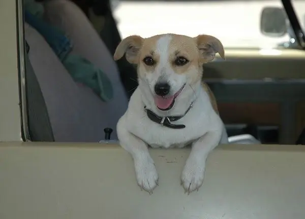 Wie man einem Hund ein Auto beibringt Wie man einem Hund ein Auto beibringt