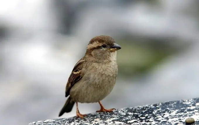 kā padarīt padevēju no kartona