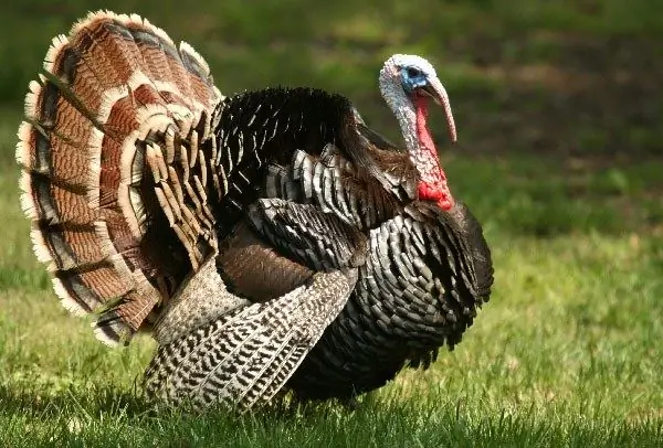 que temperatura debe ser para los pavos en invierno