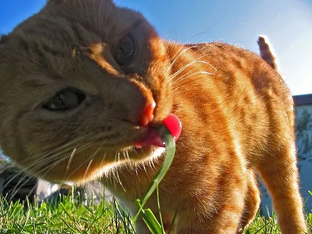 wat kun je gras planten voor katten