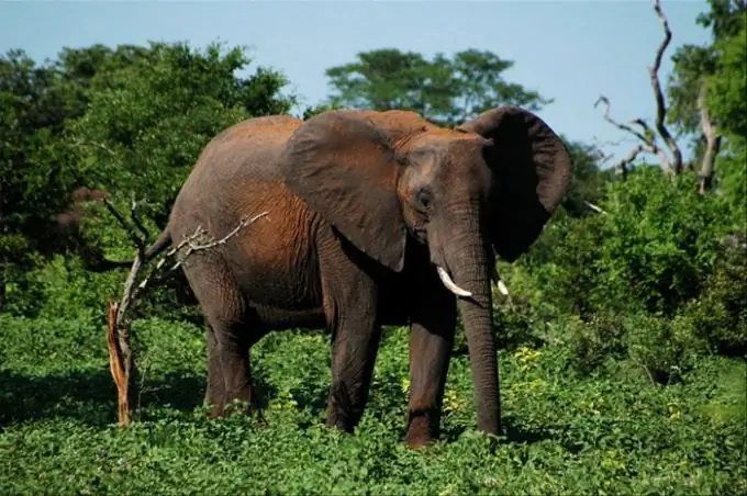 Cât cântărește un elefant