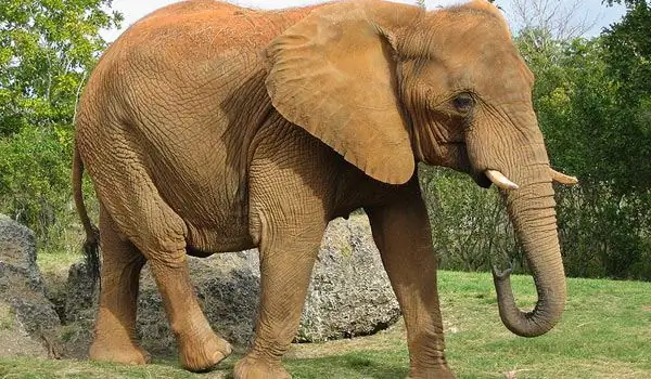 Hoe noem je een olifant?