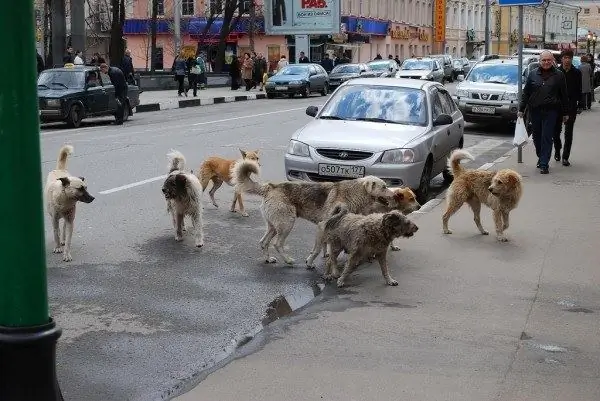 protéjase de los perros callejeros