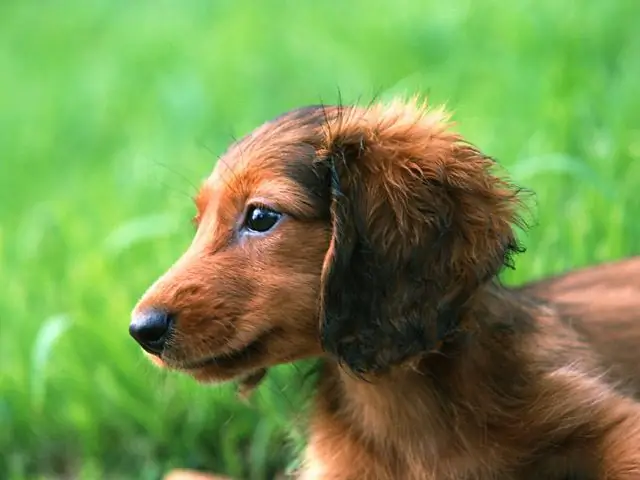 Cara melatih anjing Anda berjalan di luar