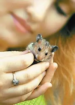 pas de buveur pour le hamster que faire ?