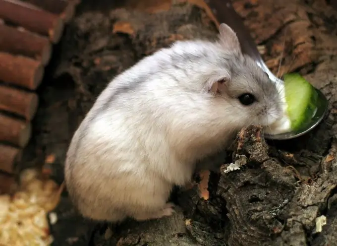 Wie soll der Trinkbecher im Hamsterkäfig positioniert werden?