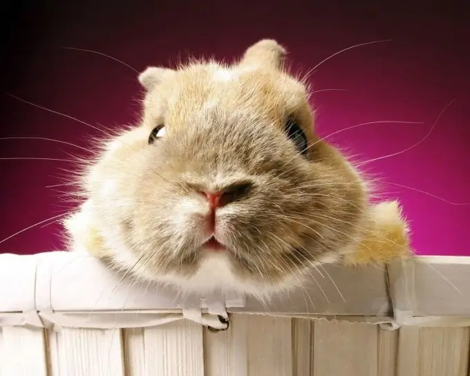 comment persuader les parents d'acheter un hamster