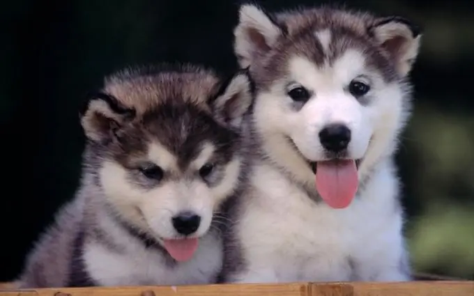 criar un perro sano