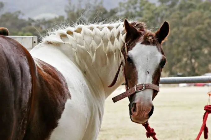 how to care for a horse's mane