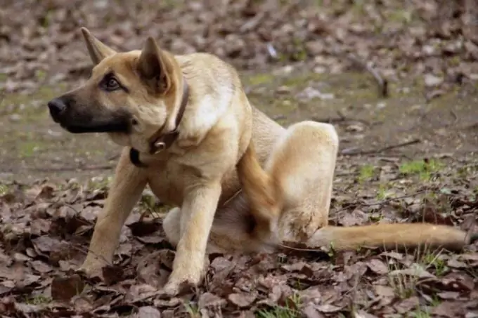 tratar las pulgas en los perros