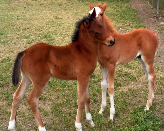 names for foals