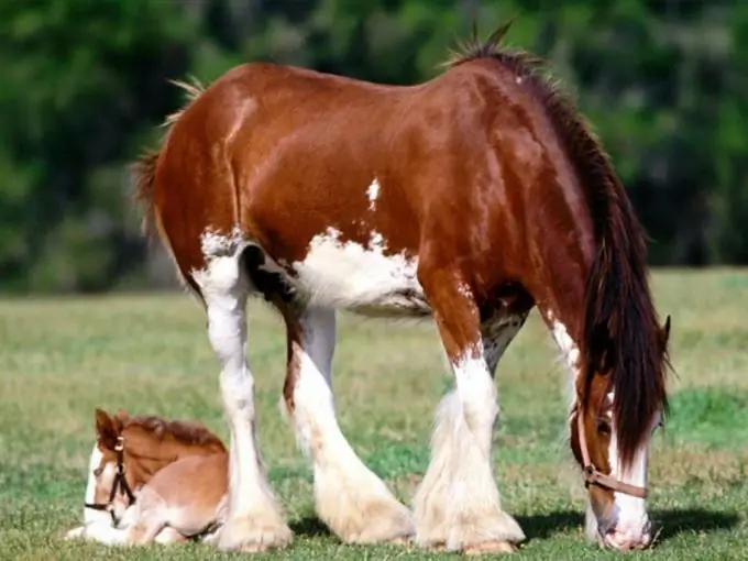 ce dont vous avez besoin pour démarrer un cheval