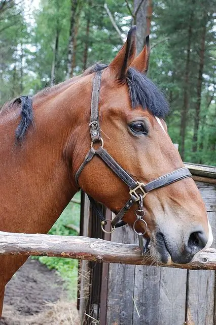 wie hält man ein pferd