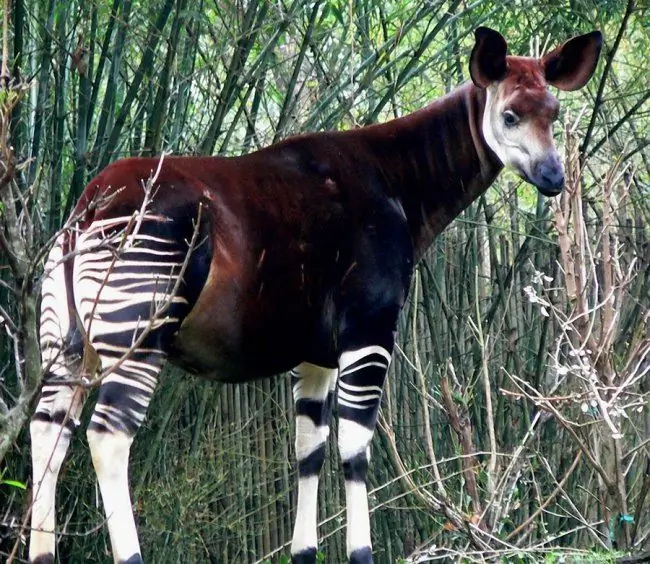 Sino ang okapi