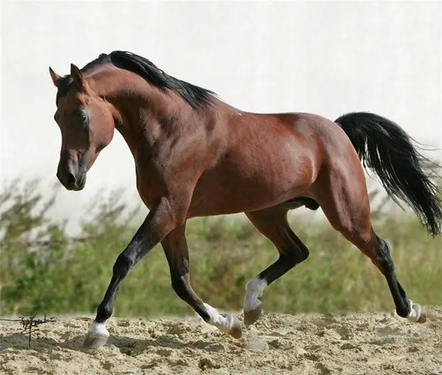 Welke soorten Arabische paarden zijn er?