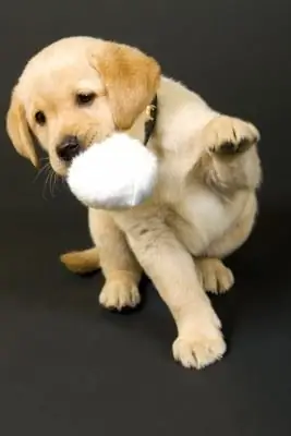 Es poco probable que un perro que está acostumbrado a usar los dientes cuando era niño lo desaprenda en la edad adulta