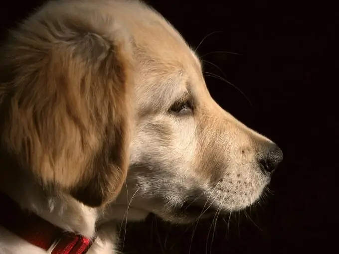 cómo evitar que un perro se muerda las manos