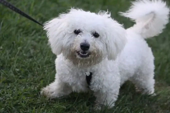 komutları kullanarak bir köpek yavrusu nasıl öğretilir