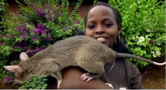 Tikus gergasi menolong manusia