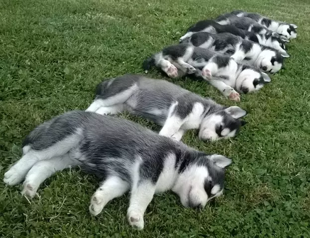 How Much Does A Husky Puppy Cost