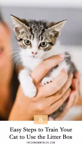 How To Train Your Cat To Walk In The Litter Box