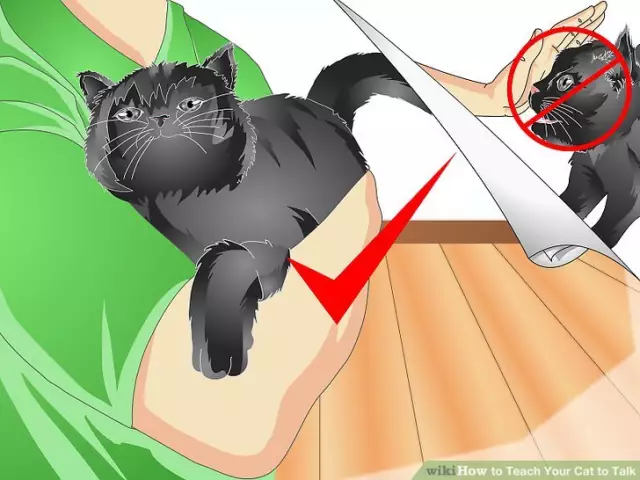 How To Teach A Cat To Speak