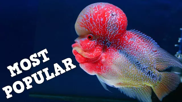 Aquarium Fish: The Most Interesting Names