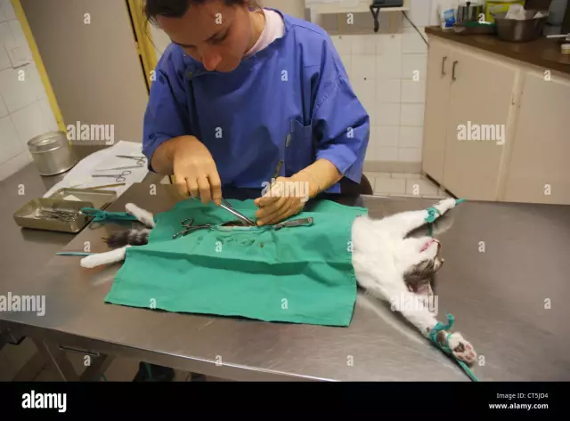 How To Prepare A Cat For Castration