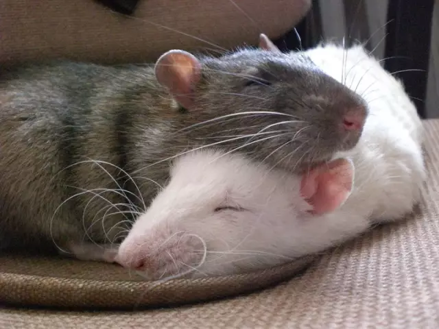 How To Help Rats Make Friends