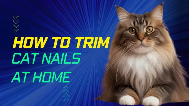 How To Trim The Claws Of A Cat