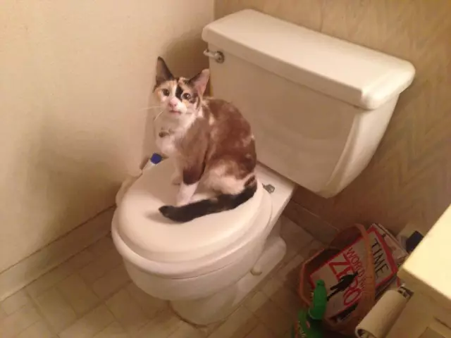 How To Toilet Train A Cat