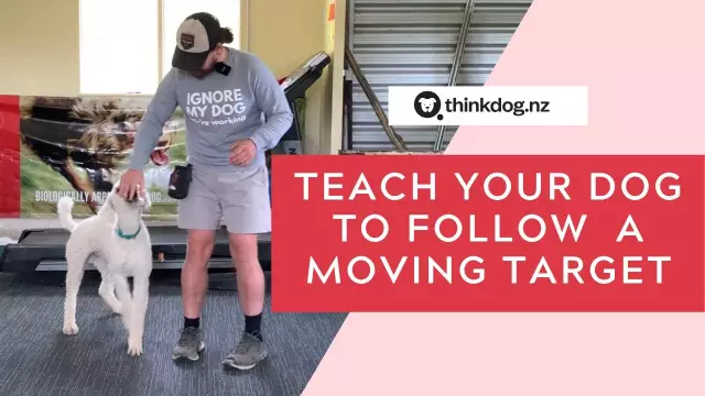 How To Teach Your Dog To Walk