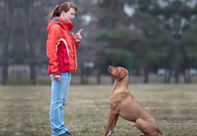 How To Train Your Dog To Command