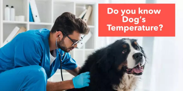 How To Bring Down A Dog's Temperature